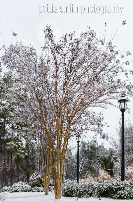 Myrtles in the Snow