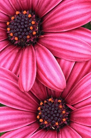 Pink Daisies