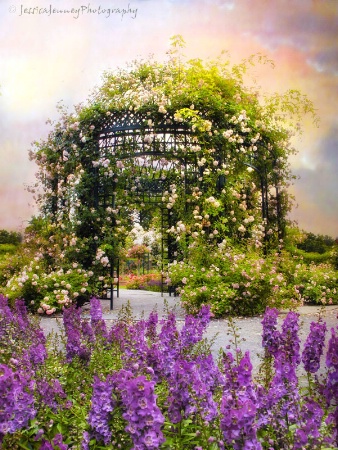 Rose Garden Pergola