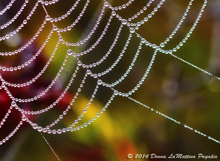 Web of Dew