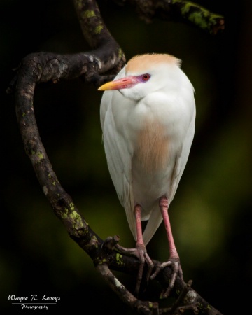 Cattle Egret Portrait