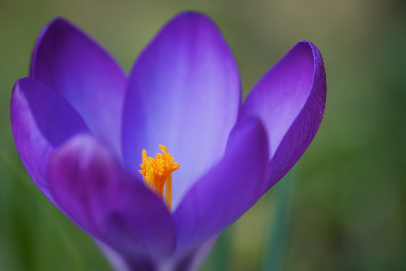 crocus