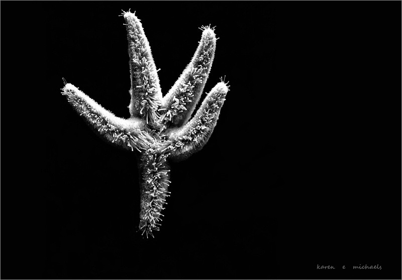 reaching new heights - ID: 14394867 © Karen E. Michaels
