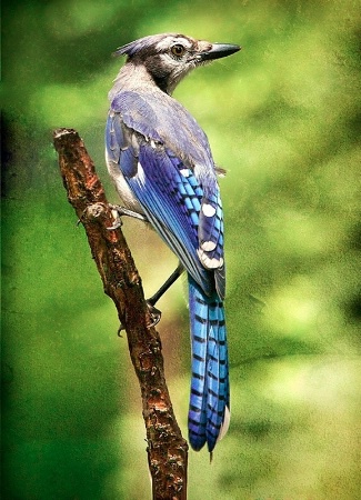 Mr. Blue Jay