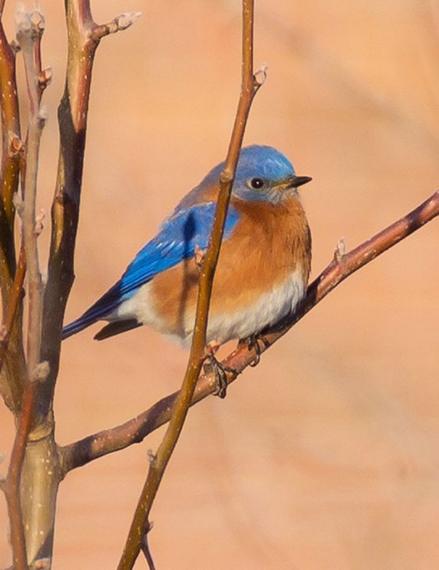 Bluebird - ID: 14395173 © Anne E. Ely