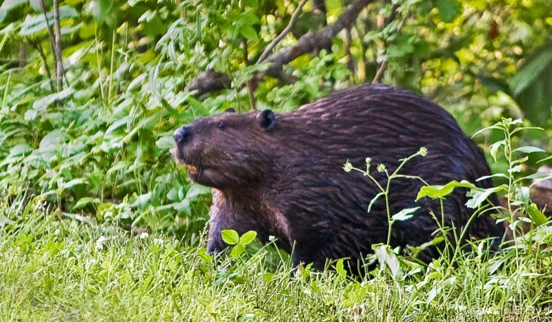 Beaver - ID: 14395325 © Anne E. Ely