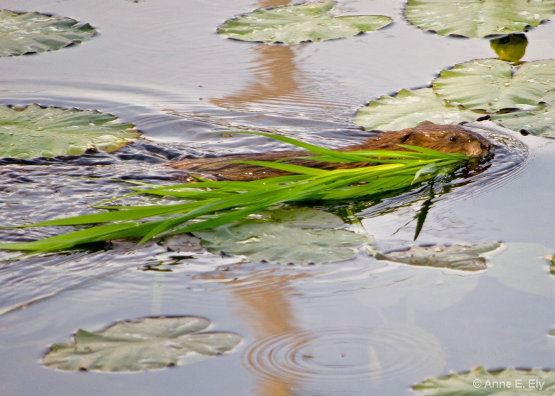 Muskrat with cattails - ID: 14395332 © Anne E. Ely