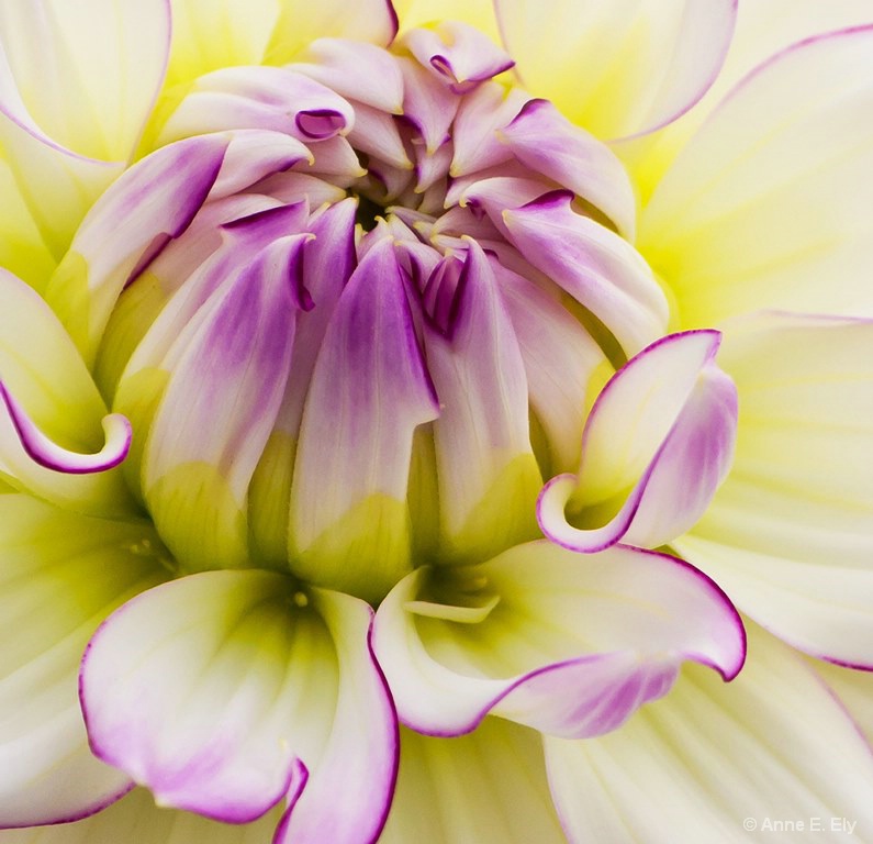 Dahlia - ID: 14395347 © Anne E. Ely
