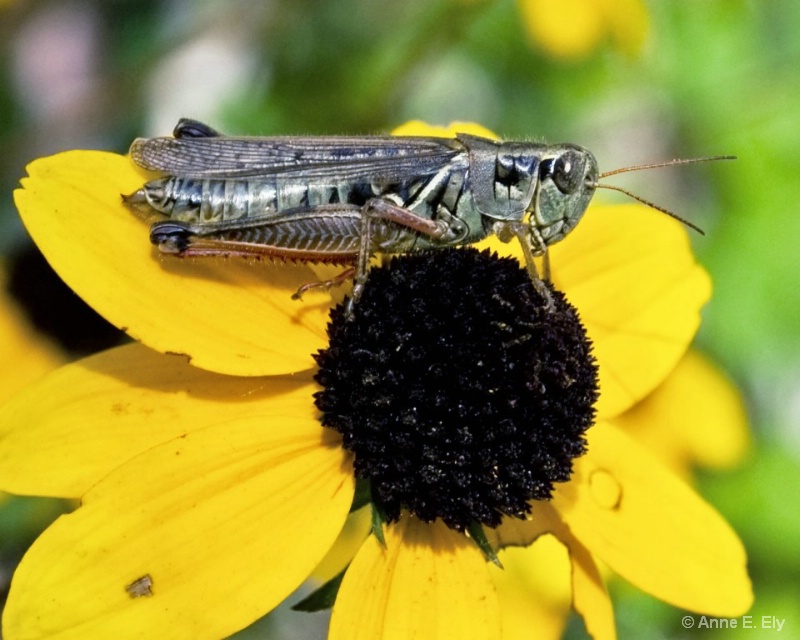 Grasshopper on Rudbeckia - ID: 14395378 © Anne E. Ely