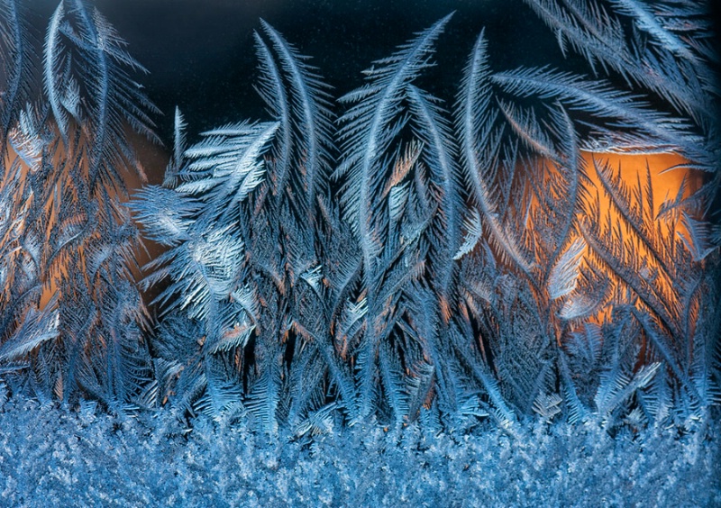 Frost Forest