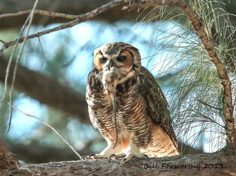 Great Horned Owl with Mouse