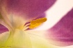 ~ Spring Reverie ...