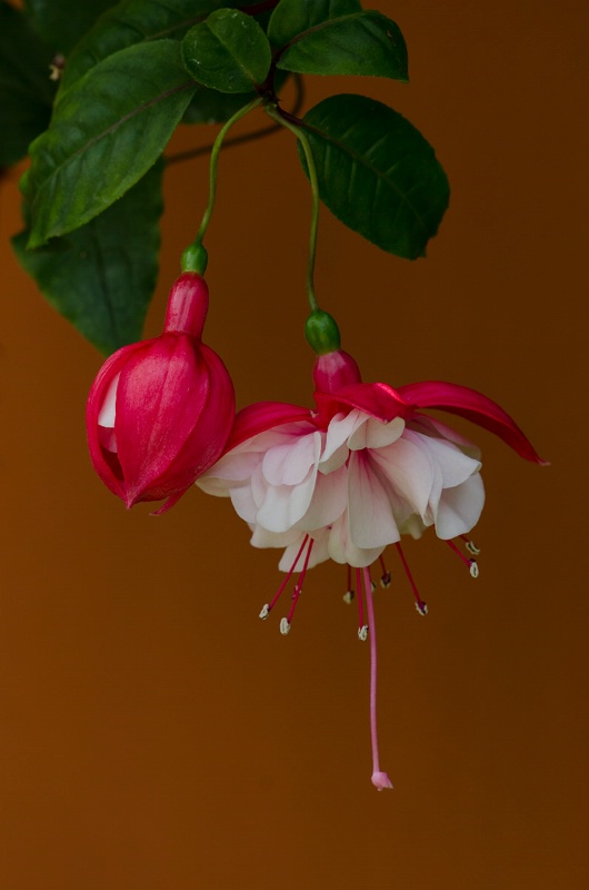 Fuchsia