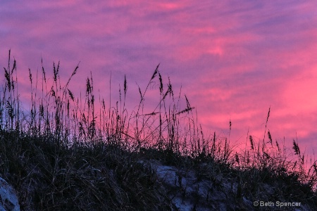 Early Morning Sea Oats