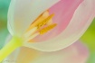 ~ Touch of Gold ~