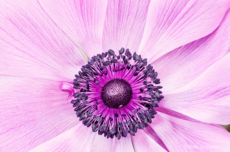 Purple Flower #2