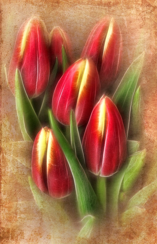 Tulips