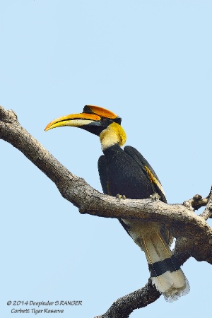 The Great Indian Hornbill-2