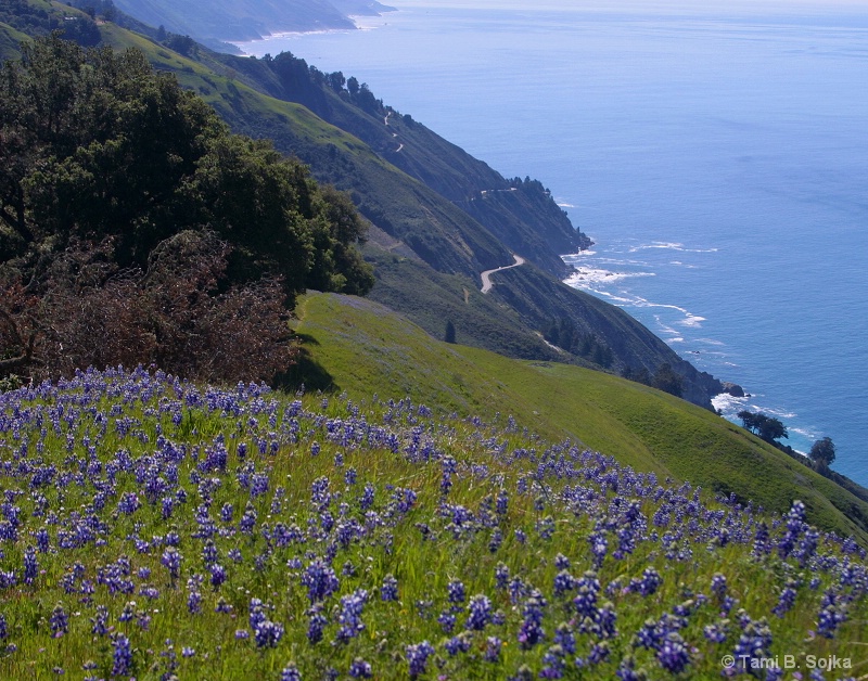 Big Sur with Lupine