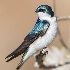 © Leslie J. Morris PhotoID # 14396938: Tree Swallow