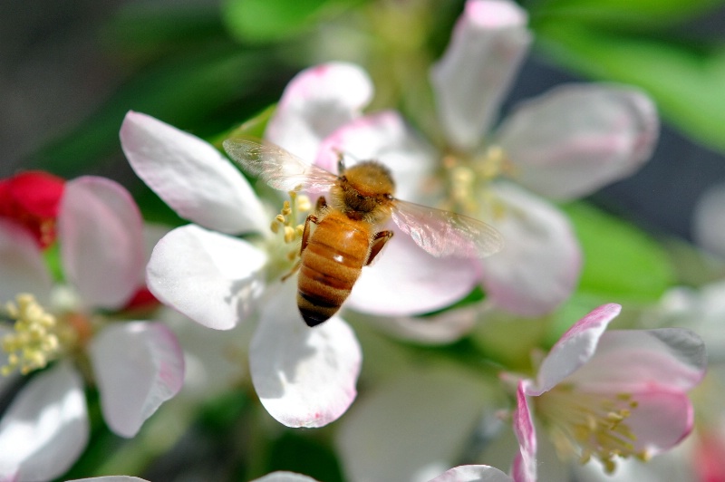 The Pollinator