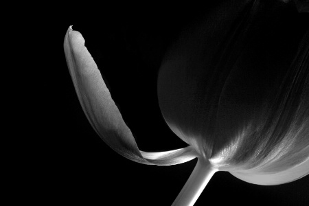 tulip, in black and white