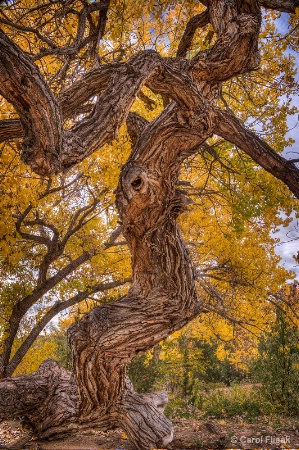 Tree Woman of Los Golondrinas