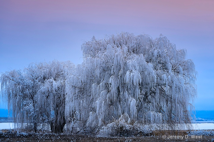 willows in ice
