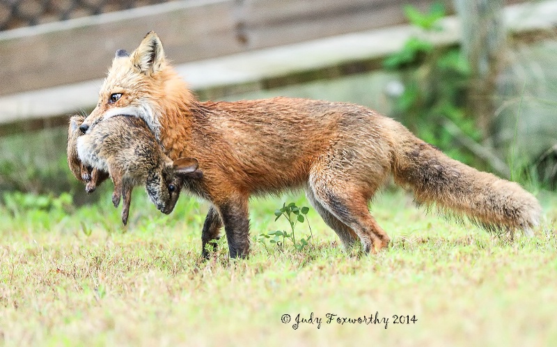 Red Fox With A Rabbit