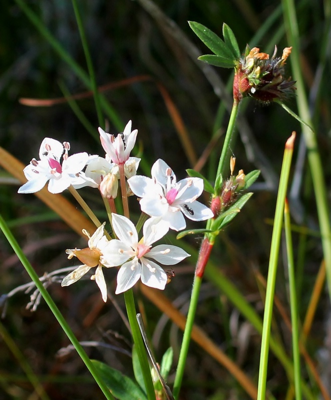 Wildflowers