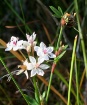 Wildflowers