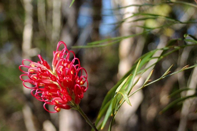 Grevillia in the wild