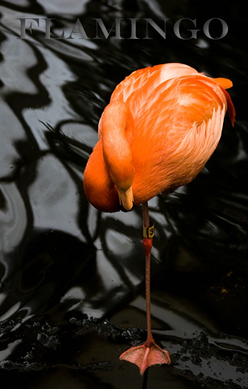 Flamingo promo