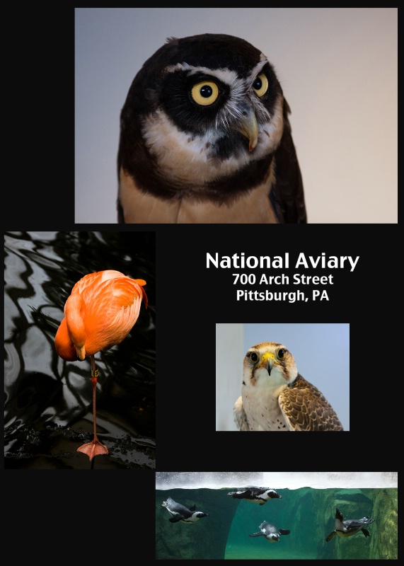 National Aviary promo