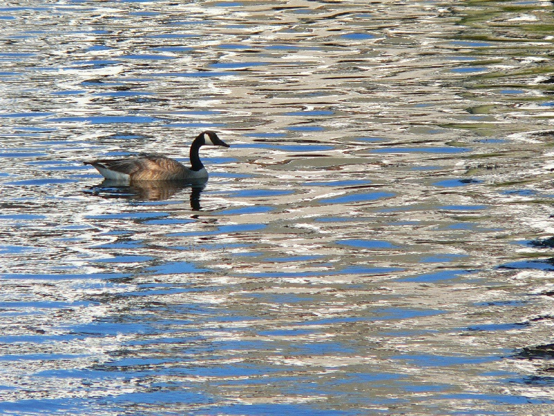 Canada Goose on Oyster Creek 