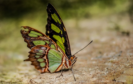 Butterfly with Attitude