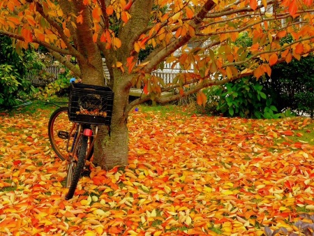 Bike Parking