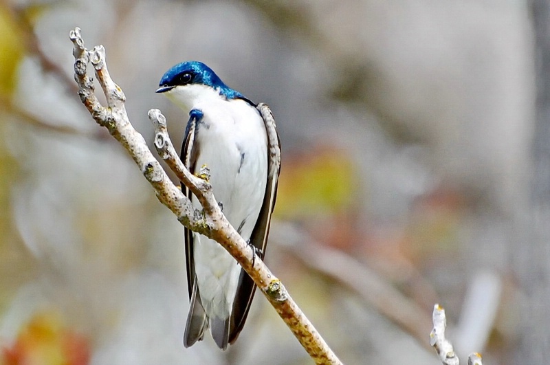 Handsome Tree Swallow