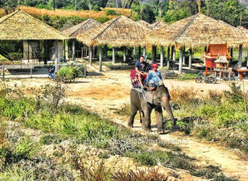 ~Elephant Walk~