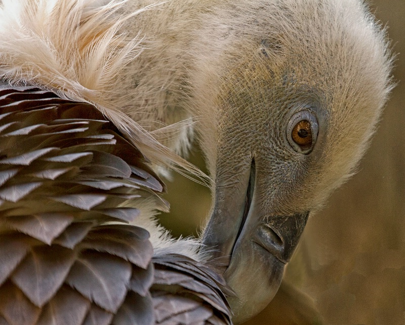 eagle closeup