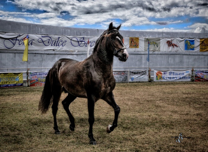 Paso Fino Stallion - ID: 14398754 © Viveca Venegas