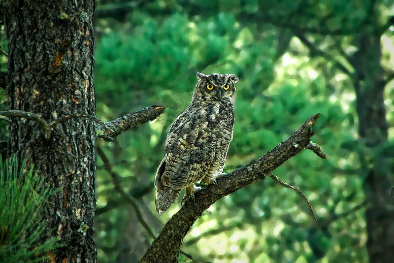 Black Hills Owl