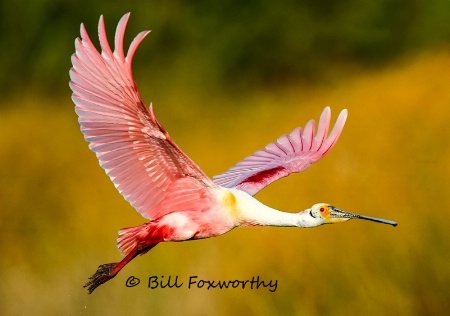 Spoonbill Flying By