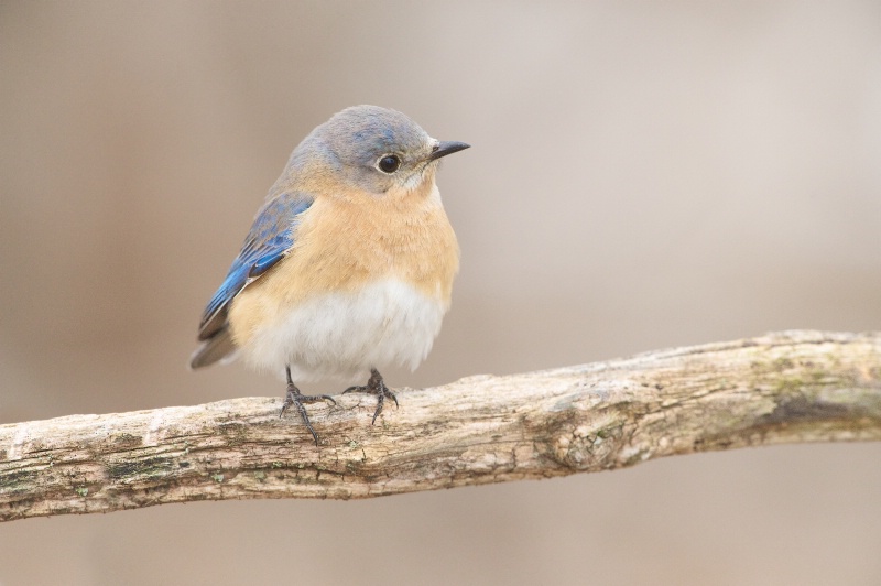 Little Bluebird on a Branch