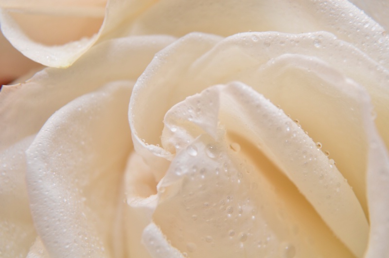 White Rose1663