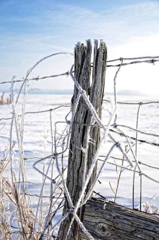 Barb Wire Fence1781