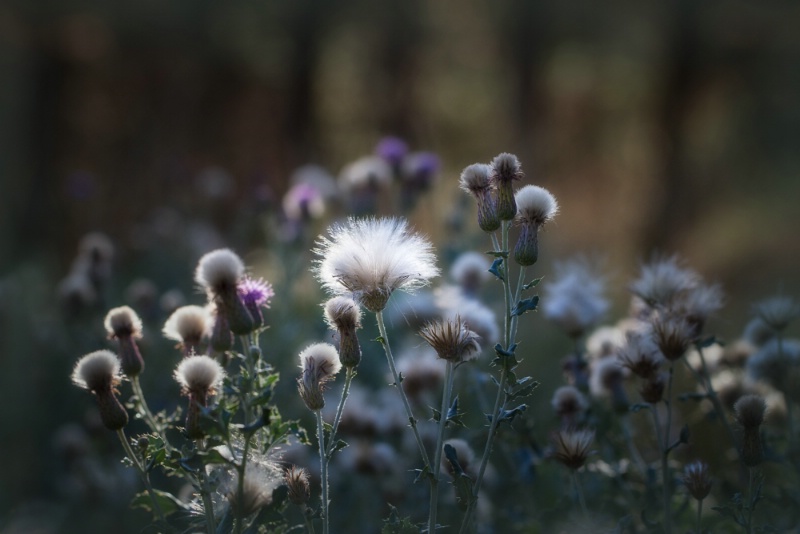 Thistles by the Thousand