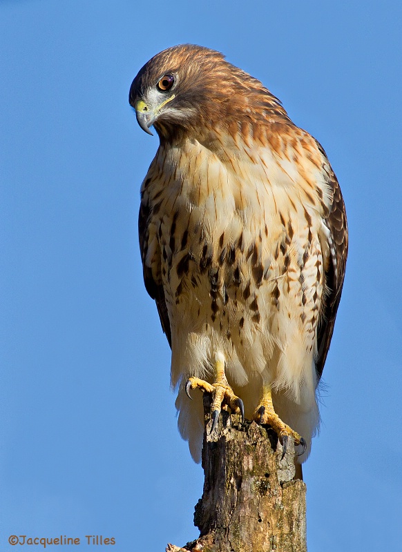 Red-tailed Hawk - ID: 14399688 © Jacqueline A. Tilles