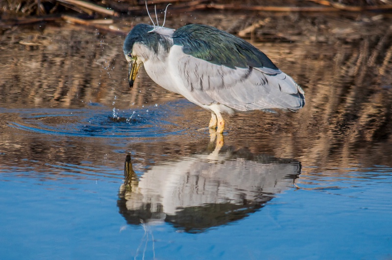 Black Capped Night Heron Fishing