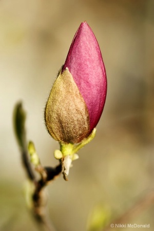 Tulip Magnolia